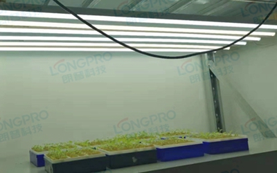 UV紫外線照射實驗：植物如何應對自然環境中的紫外線威脅？